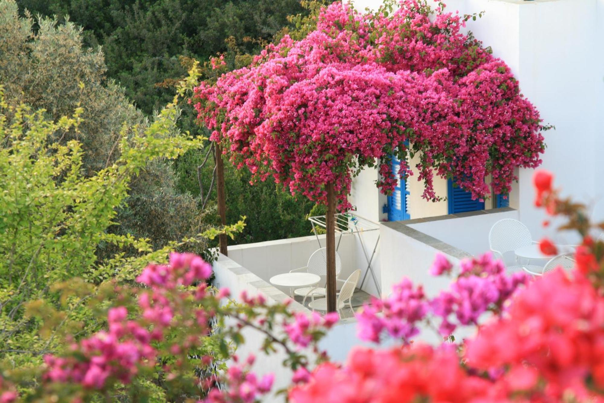 Alexandros Hotel Platis Gialos  المظهر الخارجي الصورة